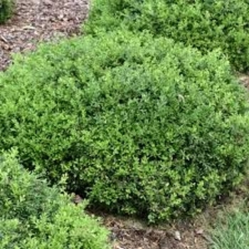 Buxus sinica var. insularis (microphylla) 'Tide Hill' 