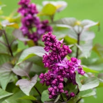 Syringa vulgaris 'President Poincare' 