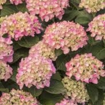 Hydrangea macrophylla 'Monink' 