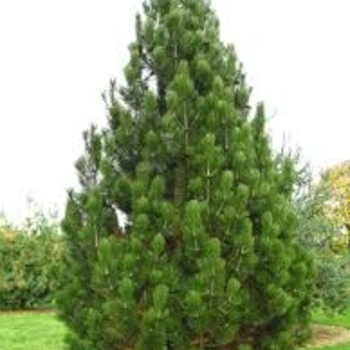 Pinus leucodermis