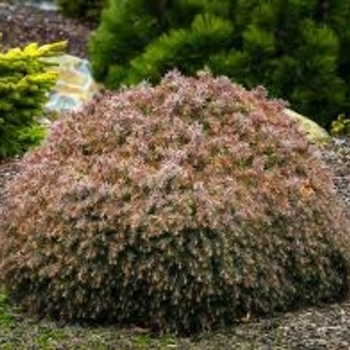 Cryptomeria japonica 'Mushroom' 