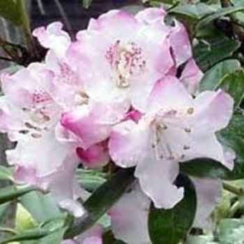 Rhododendron 'Pink Snowflakes' 