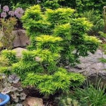 Acer palmatum 'Mikawa Yatsubusa' 