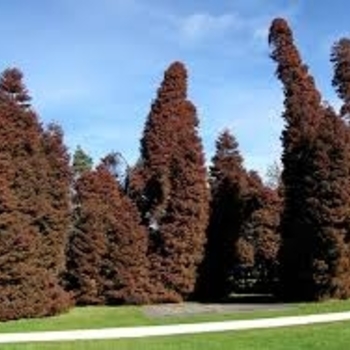 Cryptomeria japonica 'Elegans' 