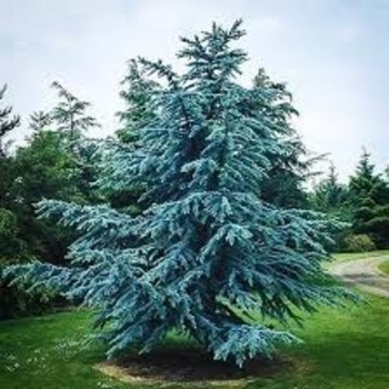 Cedrus atlantica 'Glauca' 