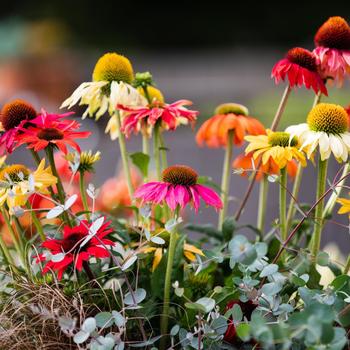 Echinacea 'Pollynation ApeX Mix' (283393)