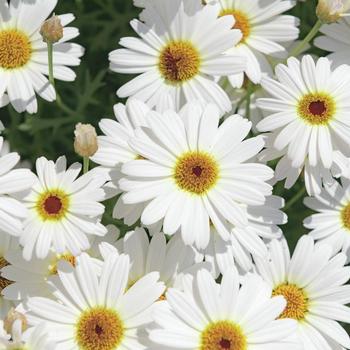 Argyranthemum 