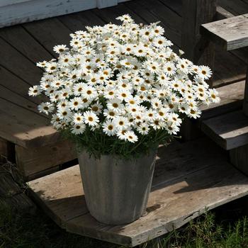 Argyranthemum Grandaisy® '' (283403)