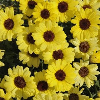 Argyranthemum 