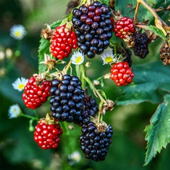 Rubus 'Natchez' 