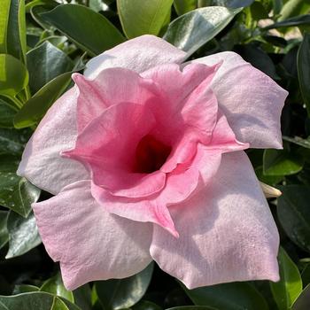 Mandevilla 