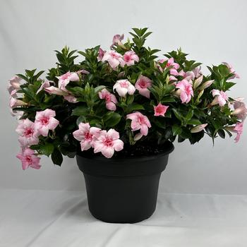 Mandevilla Sun Parasol® Original XP '' (283421)