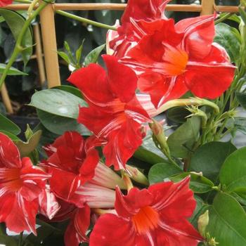 Mandevilla 'Stars and Stripes' 