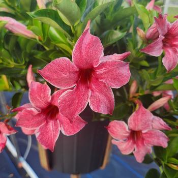 Mandevilla 'Mauvelous' PPAF