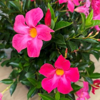 Mandevilla Sun Parasol® Original XP '' (283472)