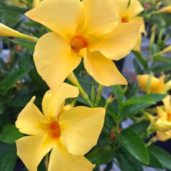 Mandevilla Sun Parasol® Original XP 'Sunbeam' (283473)