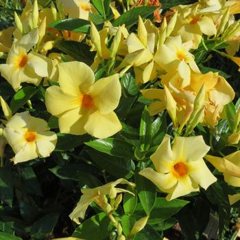 Mandevilla Sun Parasol® Original XP 'Sunbeam' (283476)