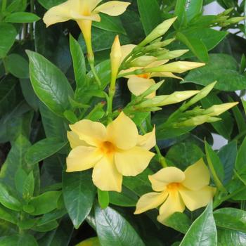 Mandevilla Sun Parasol® Original XP 'Sunbeam' (283477)