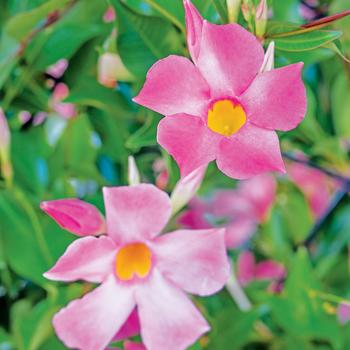 Mandevilla 'Sunparaprero' PP19399