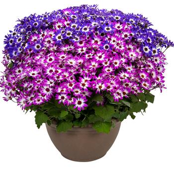 Pericallis Senetti® '' (283498)