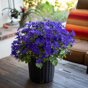 Pericallis Senetti® '' (283508)