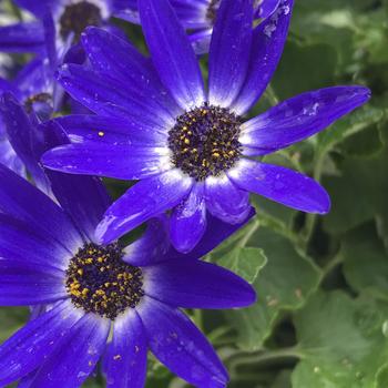 Pericallis Senetti® '' (283515)