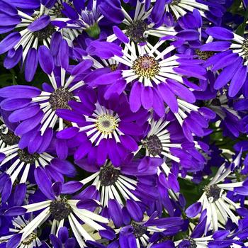 Pericallis 