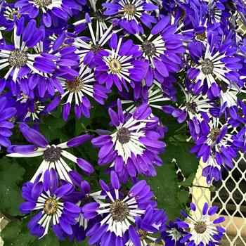 Pericallis Senetti® '' (283519)