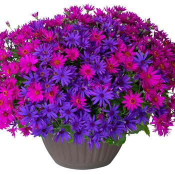 Pericallis Senetti® 'Neon Nites' (283538)