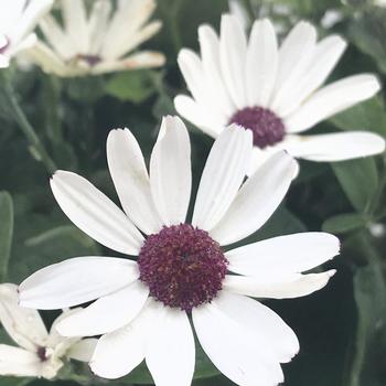 Pericallis Senetti® '' (283556)