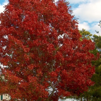 Quercus buckleyi