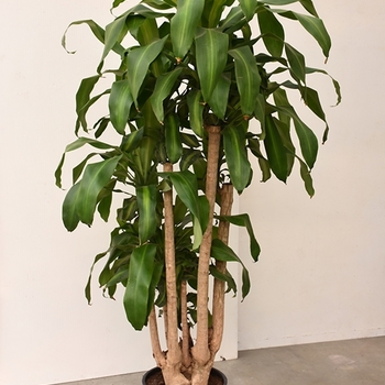 Dracaena fragrans