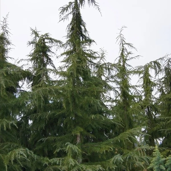 Cedrus deodara 'Kashmir' 