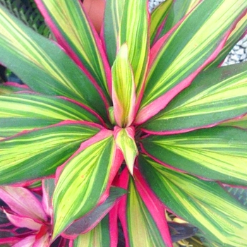 Cordyline fruticosa 'Kiwi' 