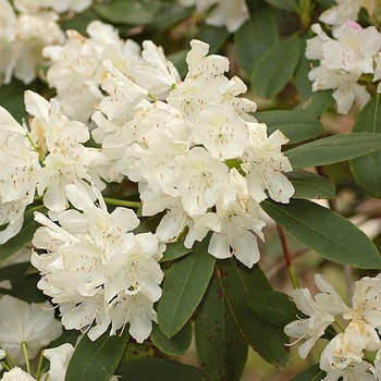 Rhododendron 'Boule de Neige' 