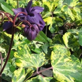 Aquilegia vulgaris 'Leprechaun Gold' 