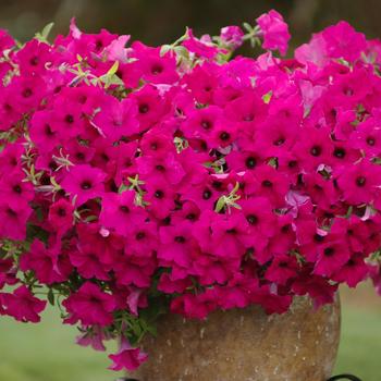 Petunia Surfinia Sumo® '' (283694)