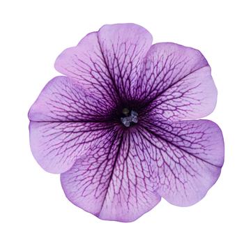 Petunia Surfinia® Trailing '' (283700)