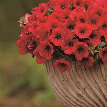 Petunia 'Heavenly Deep Red' 