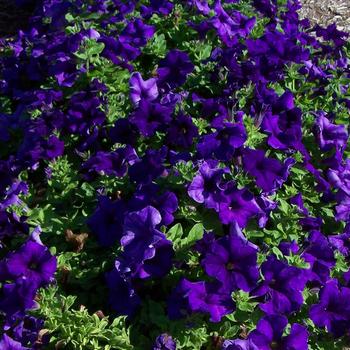 Petunia Surfinia® Trailing '' (283713)