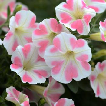 Petunia Surfinia® Trailing 'Heartbeat Improved' (283722)