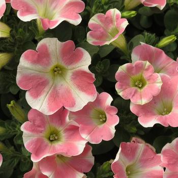 Petunia Surfinia® Trailing 'Heartbeat Improved' (283725)