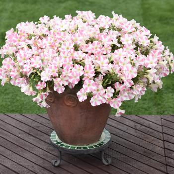 Petunia Surfinia® Trailing 'Heartbeat Improved' (283726)