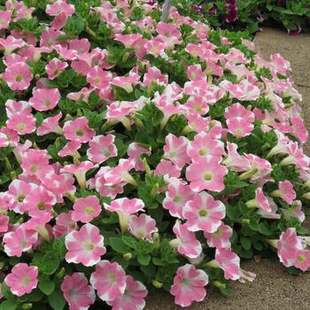 Petunia Surfinia® Trailing 'Heartbeat Improved' (283727)