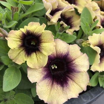 Petunia 'Heavenly Blackberries and Cream' 