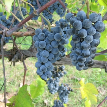 Vitis vinifera 'Black Monukka' 