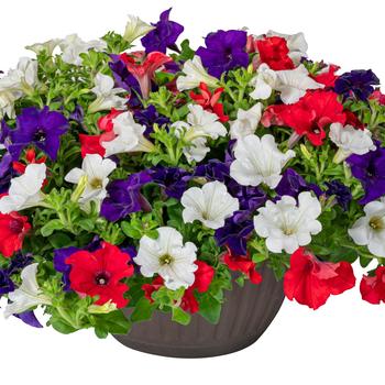 Petunia Surfinia® Trailing 'Patriot' (283741)