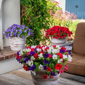 Petunia Surfinia® Trailing 'Patriot' (283742)