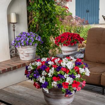 Petunia Surfinia® Trailing 'Patriot' (283743)