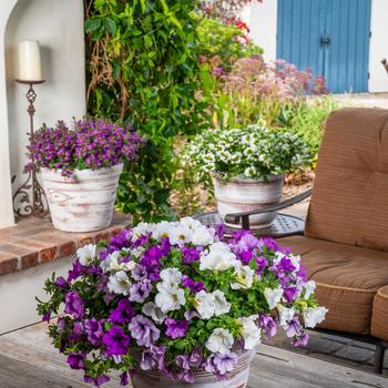 Petunia Surfinia® Trailing 'Plum Perfection Mix' (283746)